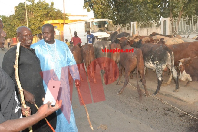 Maoloud 2015: L'homme d'affaires Aziz Ndiaye offre des bœufs à Abdoul Aziz Sy junior.