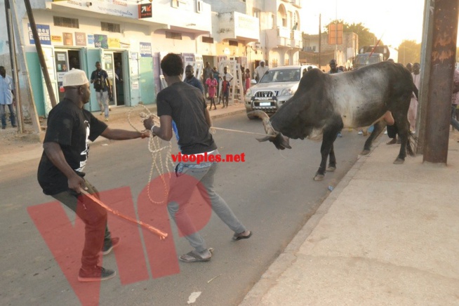 Maoloud 2015: L'homme d'affaires Aziz Ndiaye offre des bœufs à Abdoul Aziz Sy junior. Maoloud 2015: L'homme d'affaires Aziz Ndiaye offre des bœufs à Abdoul Aziz Sy junior.