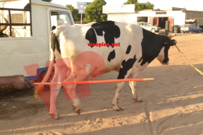 Maoloud 2015: L'homme d'affaires Aziz Ndiaye offre des bœufs à Abdoul Aziz Sy junior.