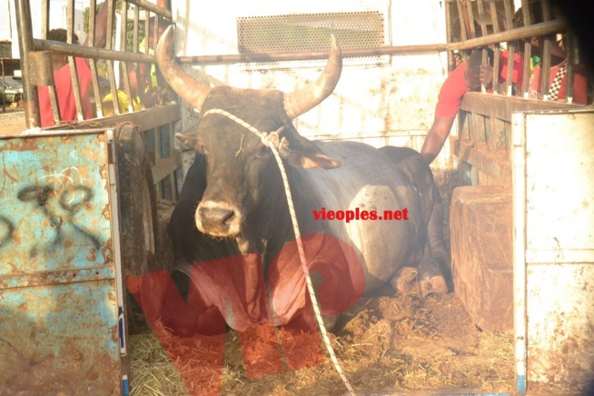 Maoloud 2015: L'homme d'affaires Aziz Ndiaye offre des bœufs à Abdoul Aziz Sy junior. Maoloud 2015: L'homme d'affaires Aziz Ndiaye offre des bœufs à Abdoul Aziz Sy junior.