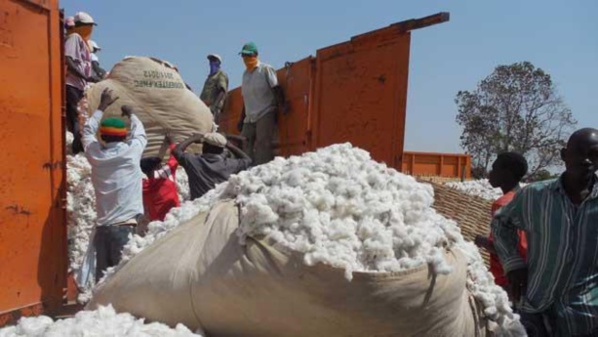 A Nairobi, l’OMC parvient à un accord très profitable à l’Afrique dans le dossier du coton A Nairobi, l’OMC parvient à un accord très profitable à l’Afrique dans le dossier du coton