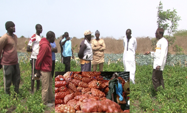 Crise dans la zone des Niayes : Les producteurs lancent un cri de détresse ! Crise dans la zone des Niayes : Les producteurs lancent un cri de détresse !