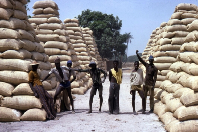 Campagne arachidière jugée catastrophique : La COPEOL s’apprête à licencier plus de 250 employés Campagne arachidière jugée catastrophique : La COPEOL s’apprête à licencier plus de 250 employés