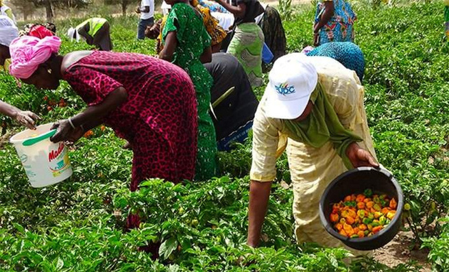 Développement agricole : Le Sénégal bénéficie d’un appui de 25 millions d’euros du Fonds de l’OPEP pour booster la résilience rurale Développement agricole : Le Sénégal bénéficie d’un appui de 25 millions d’euros du Fonds de l’OPEP pour booster la résilience rurale
