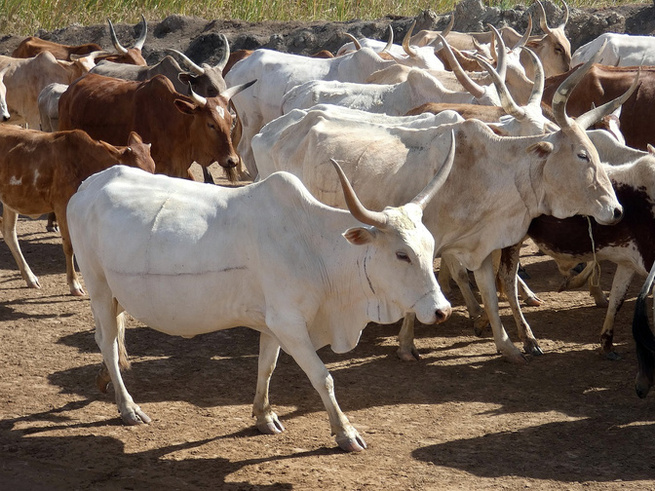 Alerte sécurité à Bakel : plus de 20 cas de vol de bétail enregistrés chaque semaine dans le département Alerte sécurité à Bakel : plus de 20 cas de vol de bétail enregistrés chaque semaine dans le département