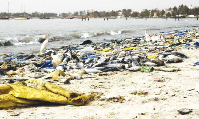 Protection du littoral : La Mairie de Yoff porte plainte contre les pollueurs Protection du littoral : La Mairie de Yoff porte plainte contre les pollueurs