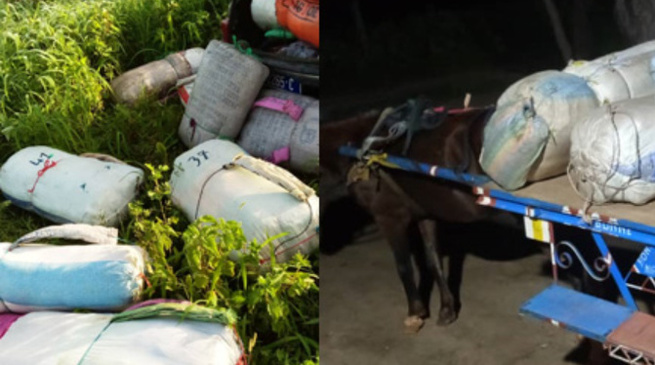 La Gendarmerie de Fimela saisit 170 kg de chanvre indien à Fatick La Gendarmerie de Fimela saisit 170 kg de chanvre indien à Fatick