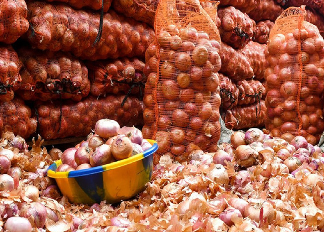 Crise de l’oignon à Diender : Plus de 65 000 tonnes pourrissent dans les champs, les producteurs tirent la sonnette d’alarme