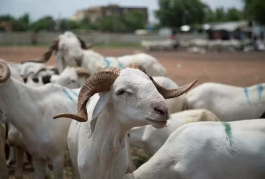 Mairie de Ouakam : démenti formel sur une prétendue distribution de moutons de Tabaski Mairie de Ouakam : démenti formel sur une prétendue distribution de moutons de Tabaski