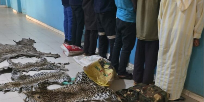 Kédougou : Démantèlement d’un réseau de trafic d’espèces protégées, sept trafiquants arrêtés en possession de peaux de léopard et d’hyène
