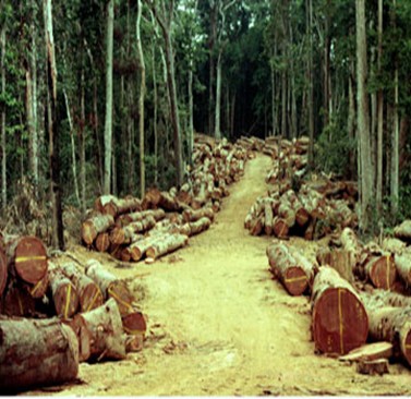 Bignona : Climat et forêts et développement…Le conseil départemental de Bignona pose le débat Bignona : Climat et forêts et développement…Le conseil départemental de Bignona pose le débat