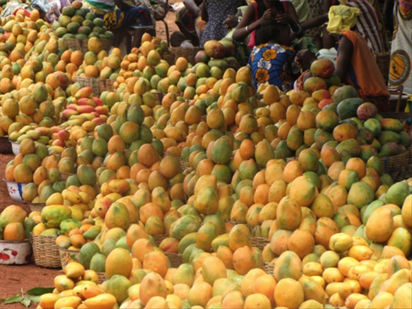 Lutte et contrôle des mouches des fruits en Afrique de l'Ouest : L'Afd et la Cedeao injectent plus de 15 milliards pour éradiquer le fléau Lutte et contrôle des mouches des fruits en Afrique de l'Ouest : L'Afd et la Cedeao injectent plus de 15 milliards pour éradiquer le fléau