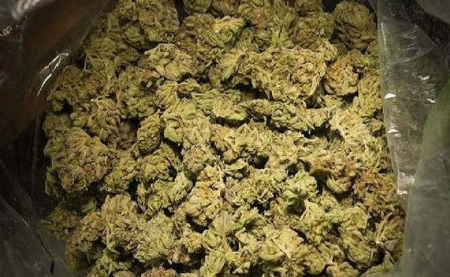 Thiès I Interpellation et importante saisie : 2,5 kg de chanvre indien saisis, un homme arrêté pour trafic de drogue