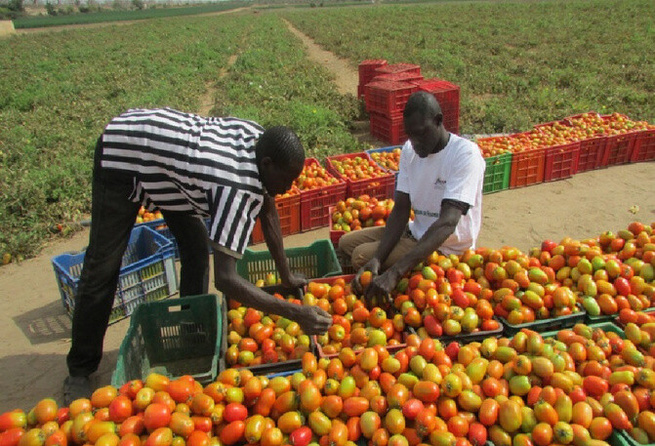 Horticulture et croissance : un forum national annoncé pour structurer un levier stratégique Horticulture et croissance : un forum national annoncé pour structurer un levier stratégique