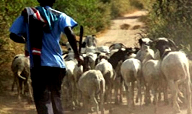 Vols de bétail : un maillon essentiel d'une bande arrêté à Keur Ndiaye Lo Vols de bétail : un maillon essentiel d'une bande arrêté à Keur Ndiaye Lo