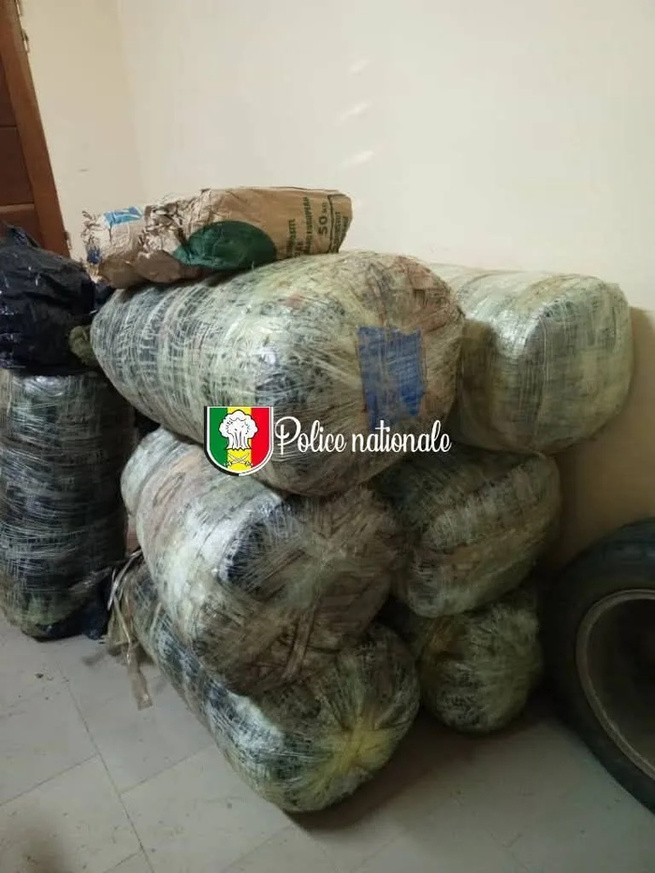 Mballing : La police déjoue une tentative de trafic de drogue sur la plage, 196 kg de chanvre saisis, les trafiquants en fuite Mballing : La police déjoue une tentative de trafic de drogue sur la plage, 196 kg de chanvre saisis, les trafiquants en fuite