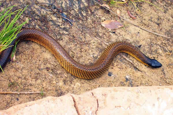 Des serpents hantent le sommeil des malades à l'hopital Le Dandec