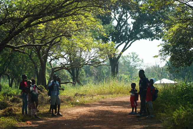 Forêt classée de Bissine en péril : un patrimoine écologique au bord de l’effondrement Forêt classée de Bissine en péril : un patrimoine écologique au bord de l’effondrement