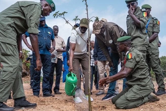 Mbao : Diomaye Faye donne le coup d’envoi de la caravane de reboisement pour un million d’arbres en 48h