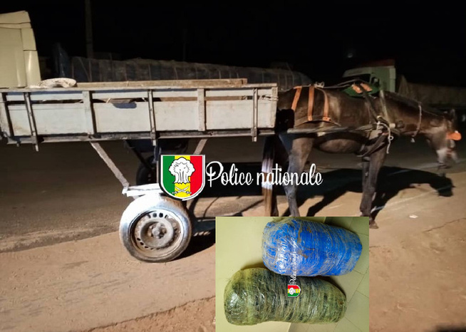 Trafic de drogue à Sandiara : 42 kg de chanvre indien saisis par l’OCRTIS Trafic de drogue à Sandiara : 42 kg de chanvre indien saisis par l’OCRTIS