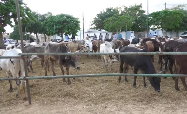 Magal 2025 : Mobilisation de bœufs de Serigne Khadim Lo Gaydel à Touba-Bakhdad