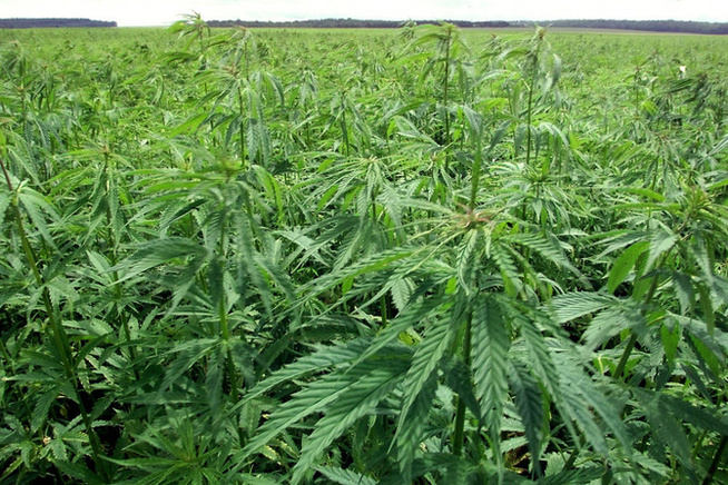 Saint-Louis : démantèlement d’une culture domestique de chanvre indien, deux suspects arrêtés Saint-Louis : démantèlement d’une culture domestique de chanvre indien, deux suspects arrêtés