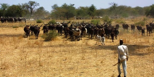 Sénégal : Forte baisse du secteur primaire au mois de juin