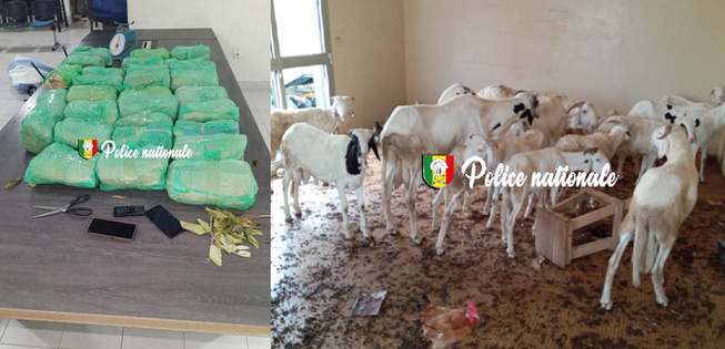 Encore un joli coup de filet de la Police à Thiaroye : Démantèlement d'un réseau de trafic de drogue Encore un joli coup de filet de la Police à Thiaroye : Démantèlement d'un réseau de trafic de drogue