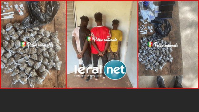 Kédougou : la Brigade des Stupéfiants interpelle trois individus en possession de chanvre indien et de Tramadol Kédougou : la Brigade des Stupéfiants interpelle trois individus en possession de chanvre indien et de Tramadol