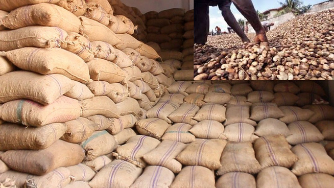 Cajou : la Casamance face à une mévente malgré 150 000 tonnes exportées, les acteurs appellent l’État à miser sur la transformation locale Cajou : la Casamance face à une mévente malgré 150 000 tonnes exportées, les acteurs appellent l’État à miser sur la transformation locale