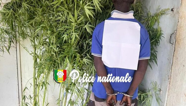 Interpellation pour culture de chanvre indien : 30 plants de cannabis saisis par l’OCRTIS à Kédougou Interpellation pour culture de chanvre indien : 30 plants de cannabis saisis par l’OCRTIS à Kédougou