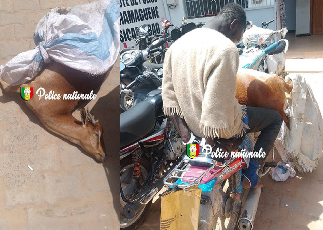 Viande impropre à la consommation : une tentative de vente d’une chèvre morte déjouée par la police Viande impropre à la consommation : une tentative de vente d’une chèvre morte déjouée par la police