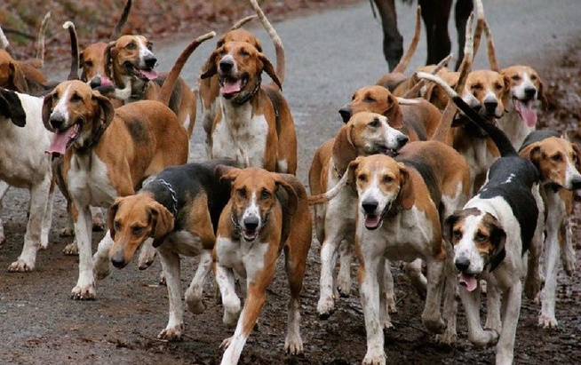 Santé publique – Journée mondiale de la rage : 1.635 chiens errants éliminés et 2.000 vaccinés en 2024 pour lutter contre la rage Santé publique – Journée mondiale de la rage : 1.635 chiens errants éliminés et 2.000 vaccinés en 2024 pour lutter contre la rage