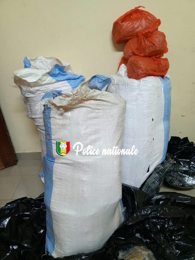 Mbour, nouvelle opération réussie de la brigade régionale des stupéfiants : 88 kg de chanvre saisis Mbour, nouvelle opération réussie de la brigade régionale des stupéfiants : 88 kg de chanvre saisis