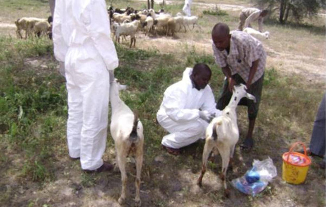 Fièvre de la vallée du Rift : 107 cas, dont 13 décès à Saint-Louis Fièvre de la vallée du Rift : 107 cas, dont 13 décès à Saint-Louis