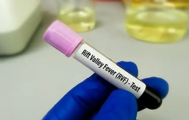 Santé publique : enseignants et éleveurs main dans la main pour contrer la fièvre de la Vallée du Rift Santé publique : enseignants et éleveurs main dans la main pour contrer la fièvre de la Vallée du Rift