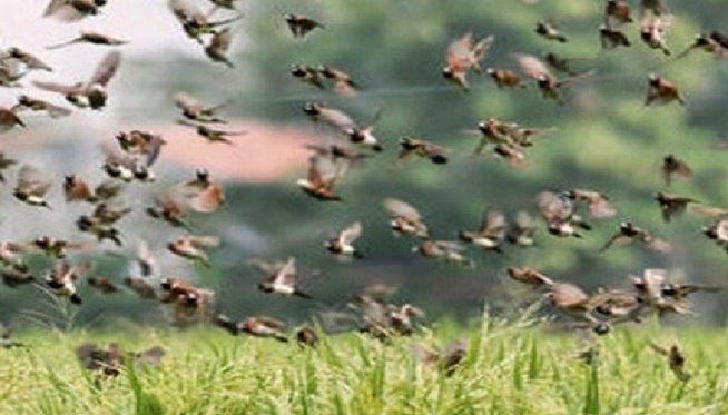 A Matam, des champs ravagés : Les oiseaux granivores dévastent des hectares de cultures dans la commune d’Ogo A Matam, des champs ravagés : Les oiseaux granivores dévastent des hectares de cultures dans la commune d’Ogo