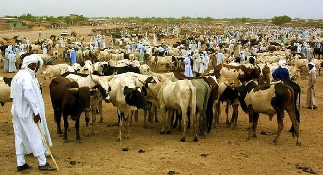 Transhumance et épidémie : inquiétude à Kaffrine, où les éleveurs dénoncent une pénurie de vaccins