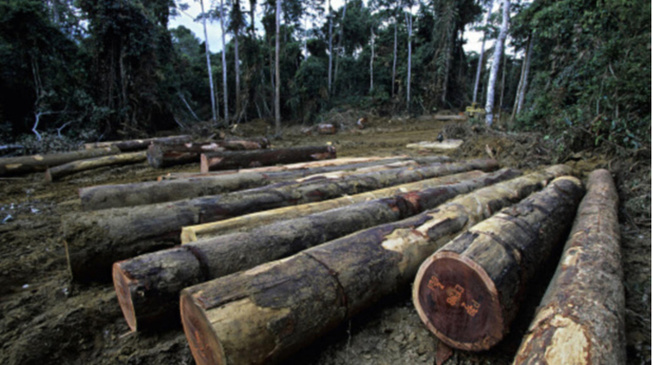 Mettre un terme à la déforestation en Afrique