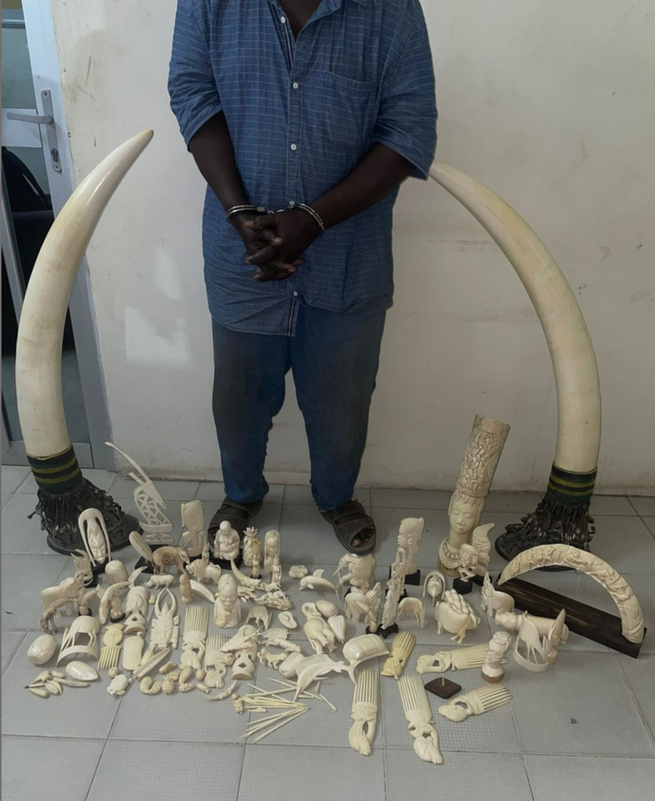 Criminalité faunique : 50 kilos d’ivoire d’éléphant saisis à Dakar