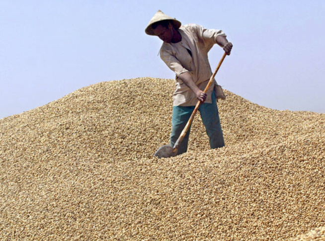 Campagne arachidière : Les producteurs réclament entre 350 et 500 FCfa/kg, avant l’ouverture de la commercialisation Campagne arachidière : Les producteurs réclament entre 350 et 500 FCfa/kg, avant l’ouverture de la commercialisation