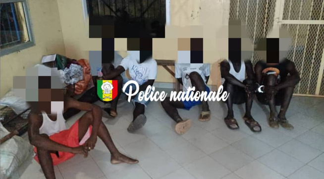 Sédhiou : Huit individus interpellés pour vol de bétail et abattage clandestin Sédhiou : Huit individus interpellés pour vol de bétail et abattage clandestin