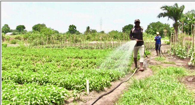 Thiès : Des producteurs maraîchers en détresse dénoncent la mauvaise gestion du matériel agricole, la mévente et le pourrissement des produits