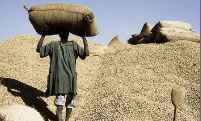 Commercialisation de l’arachide : Le démarrage de la campagne prévu lundi Commercialisation de l’arachide : Le démarrage de la campagne prévu lundi