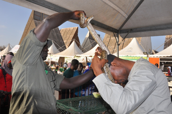 Les images du face to face Gris Bordeau vs Modou Lo: Un combat organisé par PAF PRODUCTION. Les images du face to face Gris Bordeau vs Modou Lo: Un combat organisé par PAF PRODUCTION.