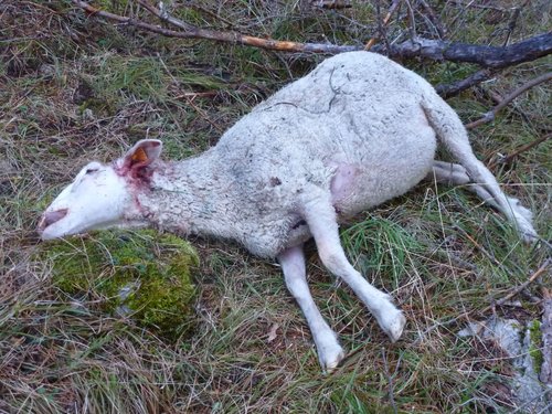 Keur Massar : 45 jours ferme pour Ibrahima Ndong qui a voulu vendre un mouton mort à une dibiterie Keur Massar : 45 jours ferme pour Ibrahima Ndong qui a voulu vendre un mouton mort à une dibiterie