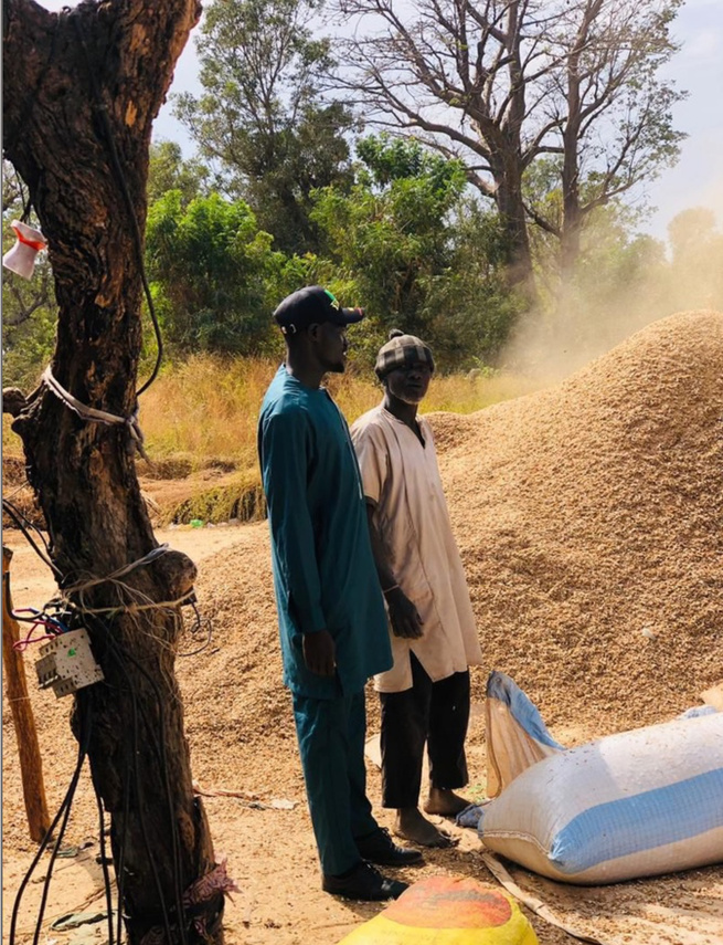 Diombato / Crise de la commercialisation de l’arachide : Modou Thiam lance un cri d’alarme à l’État, depuis le louma de Touba Mouride