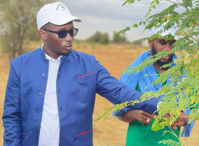 Pour reverdir Podor : L’Association “Podor vert” de Bassirou Hamedine Sy réalise avec ses partenaires une pépinière géante de plus de 500 000 plants