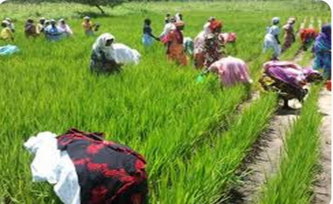 Ross-Béthio : les riziculteurs du Sénégal mobilisés contre la mévente du riz
