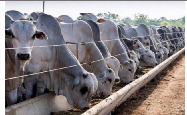 Réception des 1 050 bovins en provenance du Brésil : L'État se fixe un objectif de 150 000 têtes Réception des 1 050 bovins en provenance du Brésil : L'État se fixe un objectif de 150 000 têtes